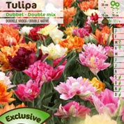 Tulip Double, Early flowering Mixed